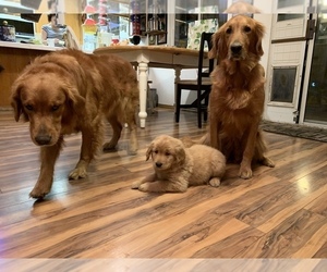 Father of the Golden Retriever puppies born on 10/03/2021