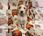 Puppy Gray collar boy Goldendoodle