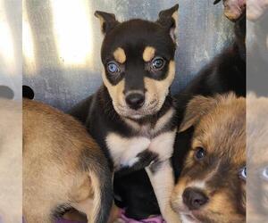 American Staffordshire Terrier-Unknown Mix Dogs for adoption in San Antonio, TX, USA