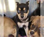 Small American Staffordshire Terrier Mix