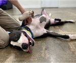 Small #1 Bull Terrier Mix
