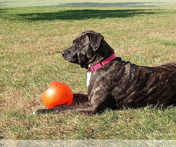 Medium Photo #4 Mutt Puppy For Sale in Minneapolis, MN, USA