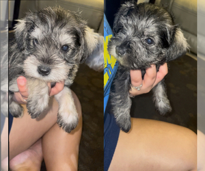 Schnauzer (Miniature) Puppy for sale in TAMPA, FL, USA