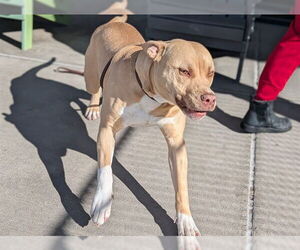American Staffordshire Terrier-Labrador Retriever Mix Dogs for adoption in Denver, CO, USA