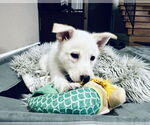 Small #7 German Shepherd Dog Mix