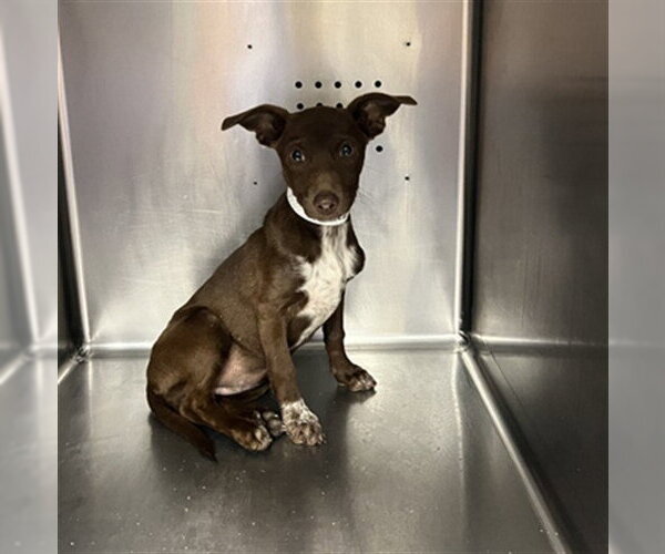 Medium Photo #1 Chihuahua-Unknown Mix Puppy For Sale in Rancho Cucamonga, CA, USA