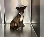 Small Chihuahua Mix