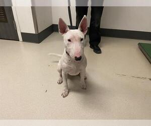 Bull Terrier Dogs for adoption in Corona, CA, USA