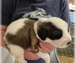 Small #12 Saint Bernard