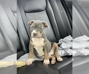 American Bully Puppy for sale in BENNETTSVILLE, SC, USA