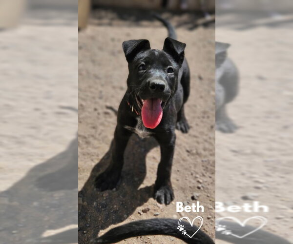 Medium Photo #1 American Pit Bull Terrier-German Shepherd Dog Mix Puppy For Sale in Monte Vista, CO, USA
