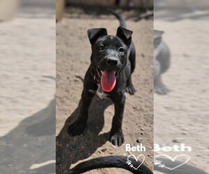 American Pit Bull Terrier-German Shepherd Dog Mix Dogs for adoption in Monte Vista, CO, USA