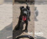 Small American Pit Bull Terrier-German Shepherd Dog Mix