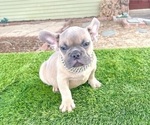 Small #3 French Bulldog
