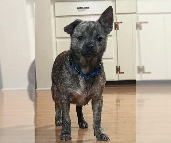 Medium Photo #1 Chihuahua-Unknown Mix Puppy For Sale in Germantown, OH, USA