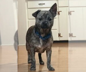 Chihuahua-Unknown Mix Dogs for adoption in Germantown, OH, USA