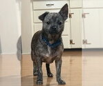 Small Chihuahua Mix