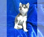 Small Photo #10 Alaskan Klee Kai Puppy For Sale in NORWOOD, MO, USA