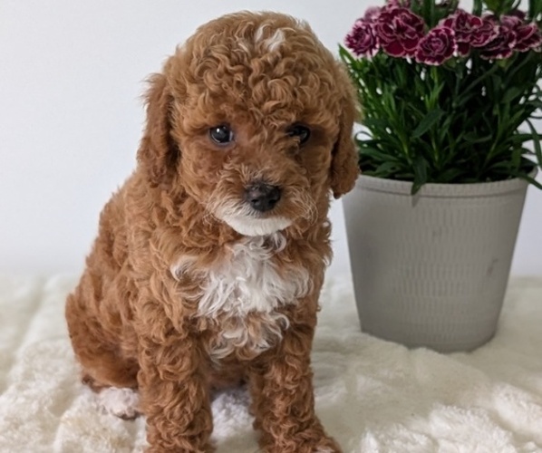 Medium Photo #3 Goldendoodle (Miniature) Puppy For Sale in GOSHEN, IN, USA