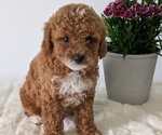 Small #2 Goldendoodle (Miniature)