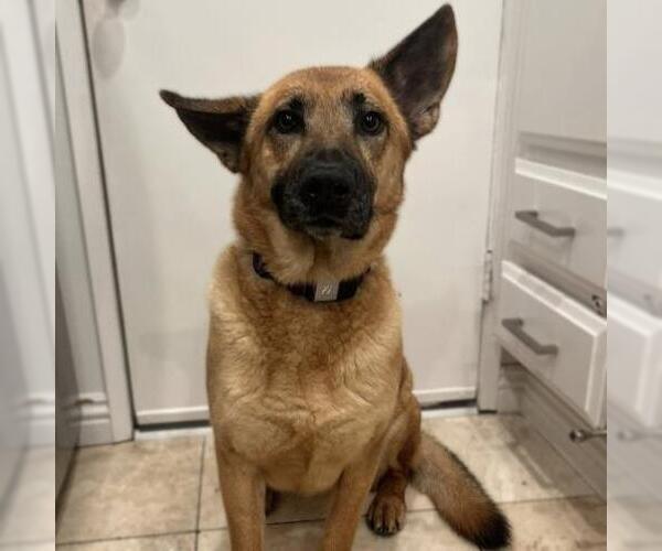 Medium Photo #2 German Shepherd Dog-Unknown Mix Puppy For Sale in Camarillo, CA, USA