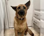 Small #1 German Shepherd Dog Mix