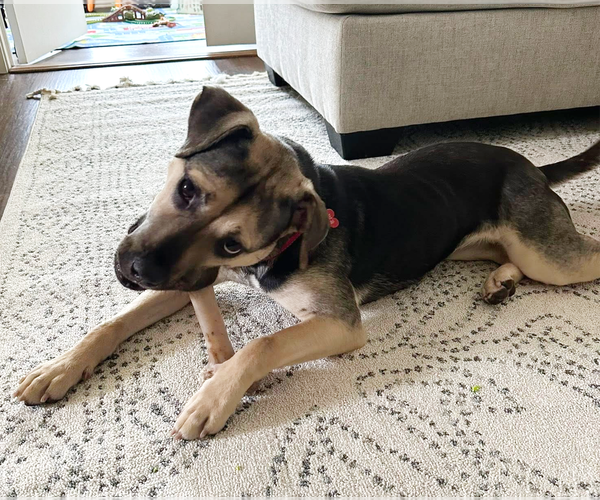 Medium Photo #12 Mutt Puppy For Sale in Chester, NJ, USA