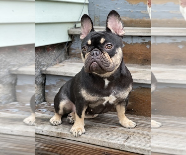 Medium Photo #1 French Bulldog Puppy For Sale in WEST NEW YORK, NJ, USA