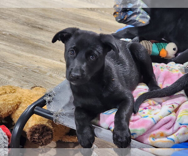Medium Photo #1 Labrador Retriever-Unknown Mix Puppy For Sale in Marine City, MI, USA