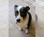 Small #4 American Pit Bull Terrier Mix