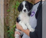 Small #2 Australian Shepherd Mix