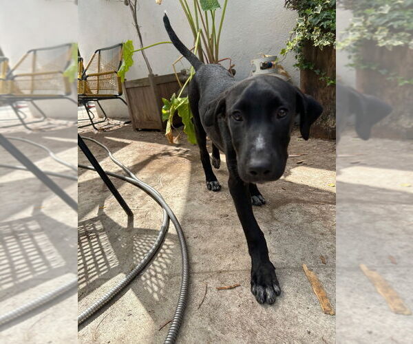 Medium Photo #2 German Shepherd Dog-Pointer Mix Puppy For Sale in Dana Point, CA, USA