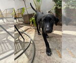 Small #1 German Shepherd Dog-Pointer Mix