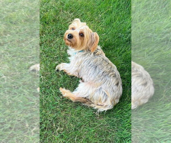 Medium Photo #4 Mutt Puppy For Sale in FRAMINGHAM, MA, USA