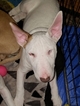 Small Photo #1 Bull Terrier Puppy For Sale in LONG BEACH, CA, USA