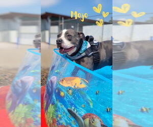 Staffordshire Bull Terrier Dogs for adoption in Monte Vista, CO, USA