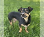 Small #2 Doxie-Pin