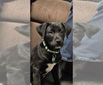 Small #1 Great Pyrenees Mix