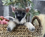 Small #1 Schnauzer (Miniature)