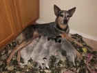 Small Photo #5 Australian Cattle Dog Puppy For Sale in PAHRUMP, NV, USA