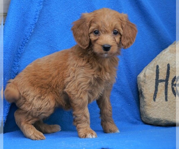 Medium Photo #1 Goldendoodle (Miniature) Puppy For Sale in FREDERICKSBG, OH, USA
