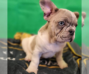 French Bulldog Puppy for sale in TAMPA, FL, USA
