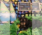 Small Photo #96 Yorkshire Terrier Puppy For Sale in AKRON, OH, USA