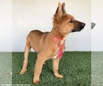 Small #1 German Shepherd Dog Mix