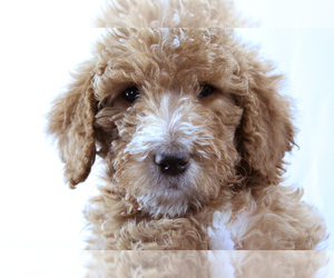 Labradoodle-Poodle (Standard) Mix Puppy for sale in CASTLE ROCK, CO, USA