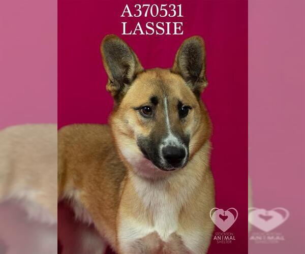 Medium Photo #3 Gerberian Shepsky Puppy For Sale in Stockton, CA, USA