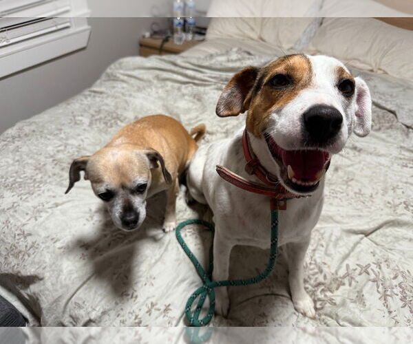 Medium Photo #3 Jack Russell Terrier-Unknown Mix Puppy For Sale in Salt Lake City, UT, USA