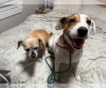 Small #2 Jack Russell Terrier Mix