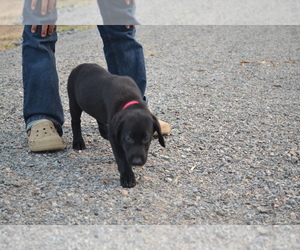 Medium Labrador Retriever