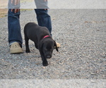 Puppy Kate Labrador Retriever